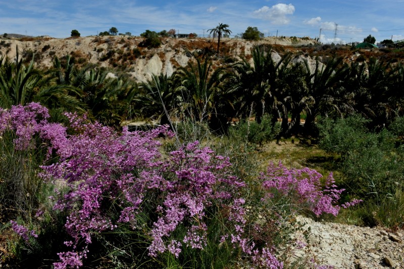 Walking routes in the countryside of Abanilla: the Rio Chicamo, the badlands and the mountains