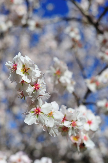 Flora and fauna in and around Sucina