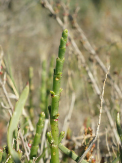 Natural park of Las Lagunas de La Mata -Torrevieja