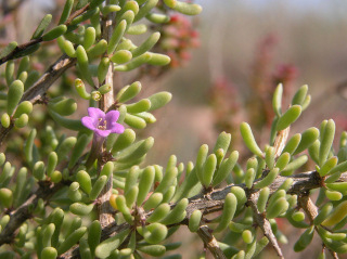 Natural park of Las Lagunas de La Mata -Torrevieja