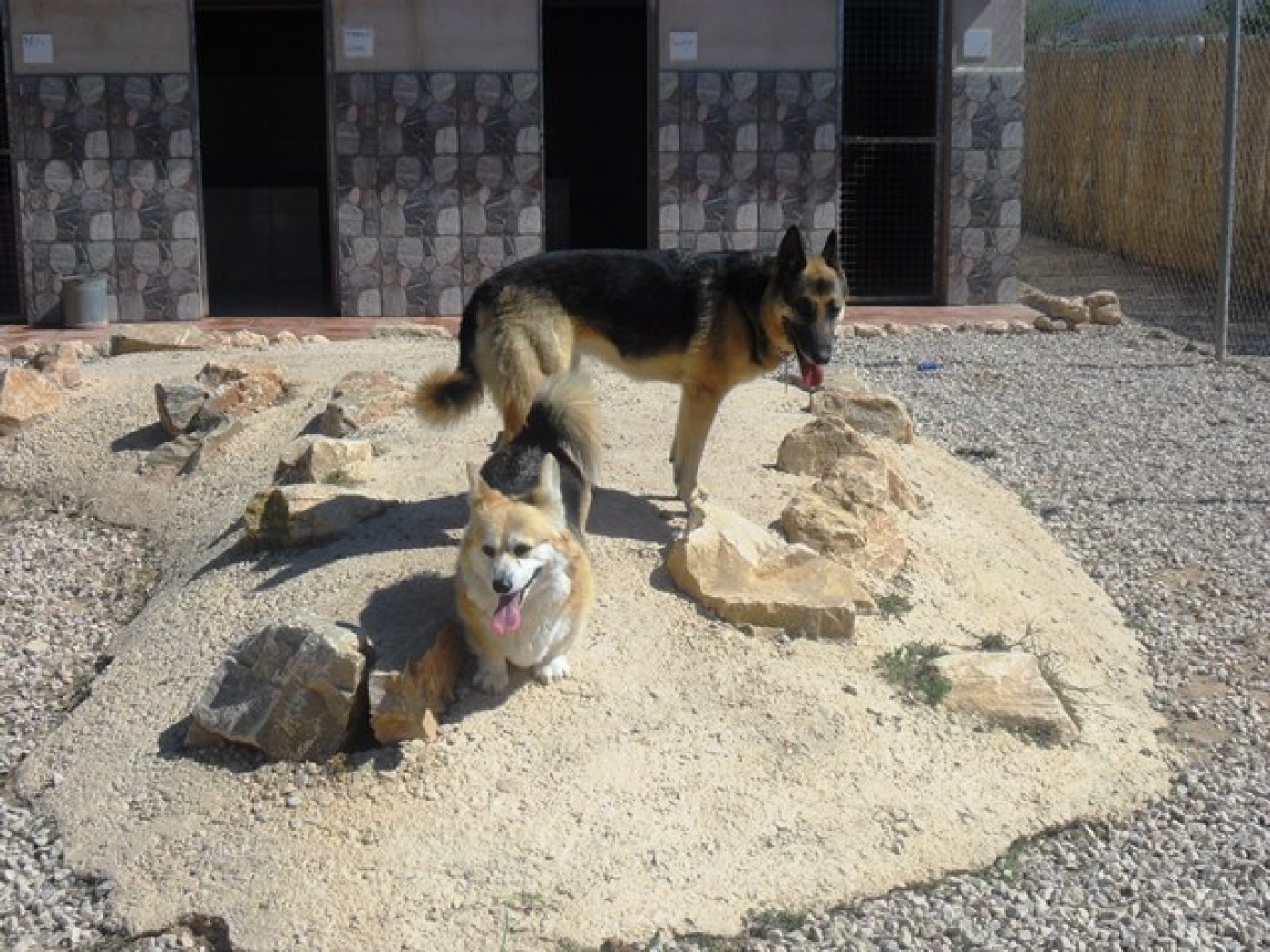 Mountain View Boarding Kennels & Cattery 