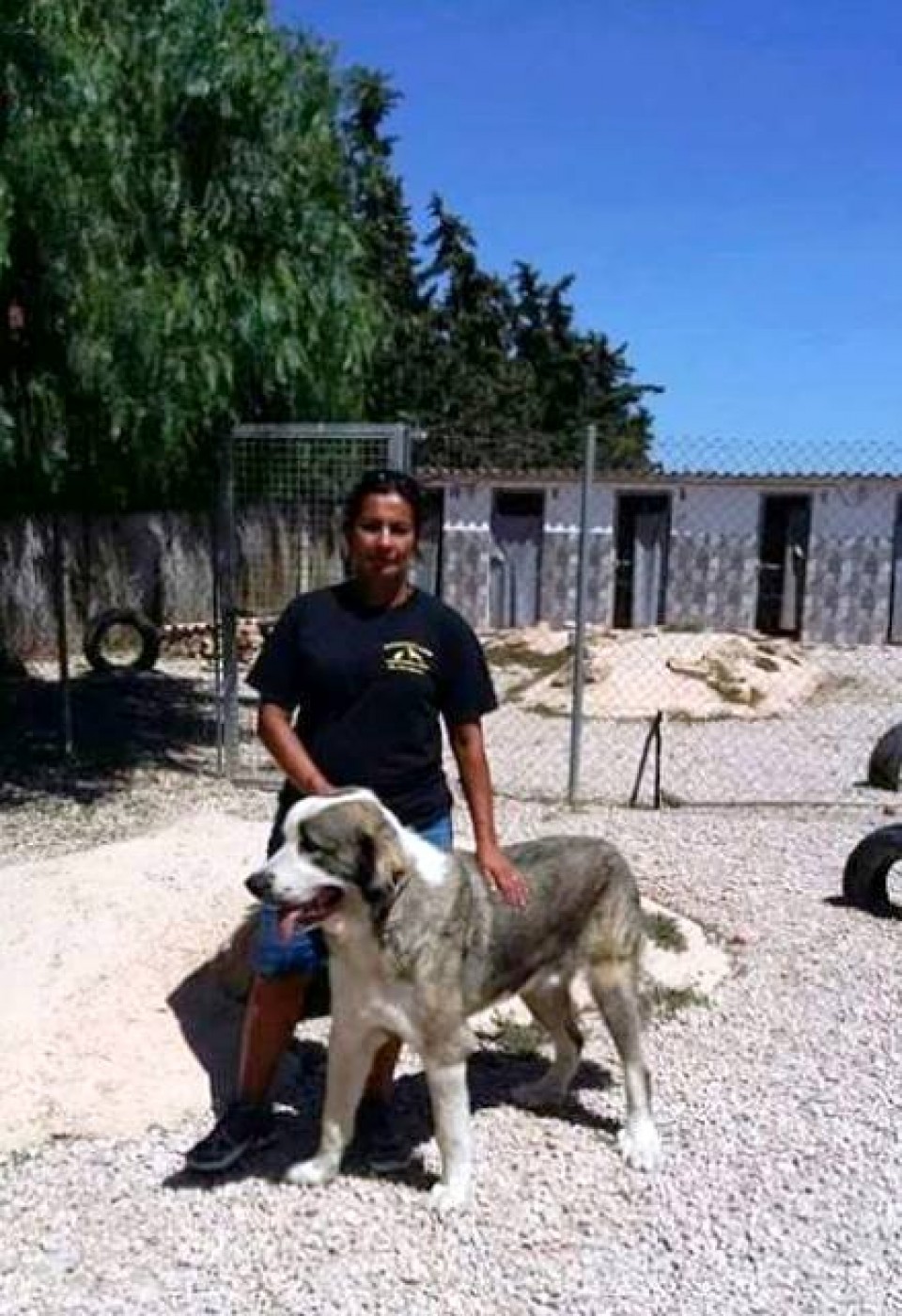 Mountain View Boarding Kennels & Cattery 