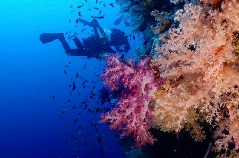 Diving off the coast of Cartagena and La Azohía and in the marine reserve of Cabo Tiñoso