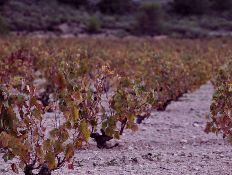 Jumilla Wine Route, Parajes del Valle