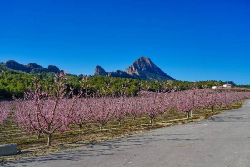 Food, culture, music and more at the Degusta Cieza fair and peach blossoms