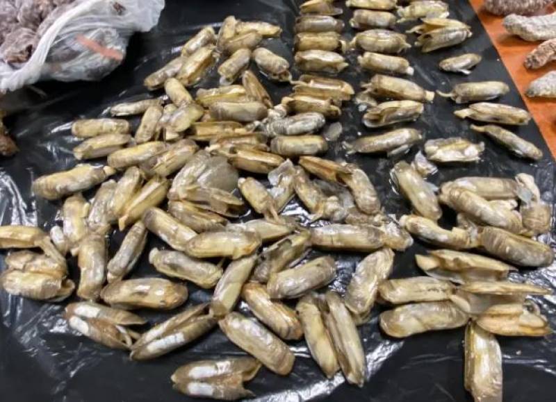 VIDEO: Chinese restaurant in Spain exposed for serving pigeon instead of duck