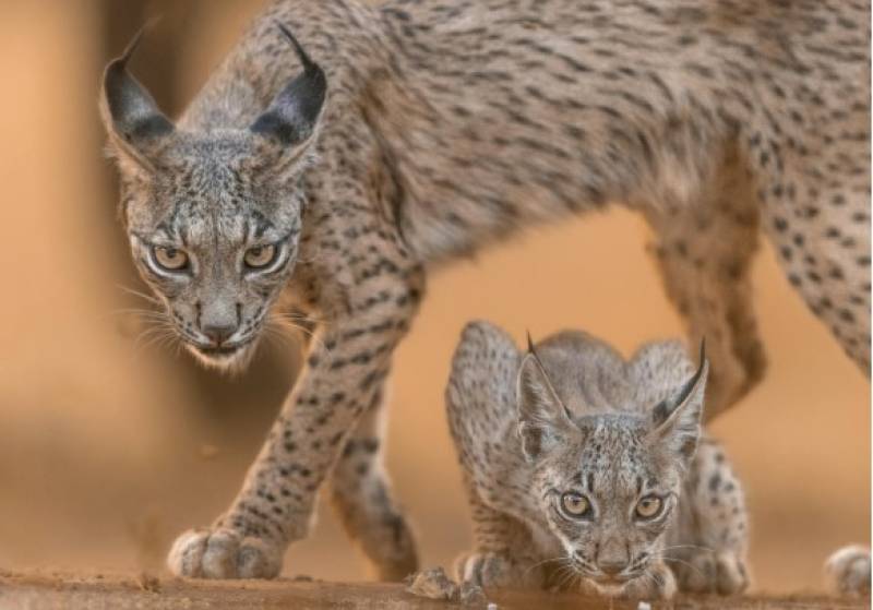 Iberian Lynx makes hopeful return to Cordoba mountains after 50 years