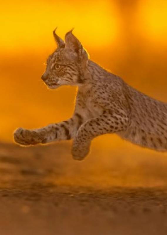 Iberian Lynx makes hopeful return to Cordoba mountains after 50 years