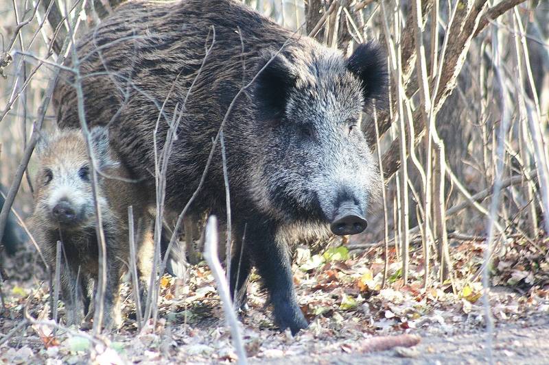 Cages set in Cartagena as hunt for wild boars steps up