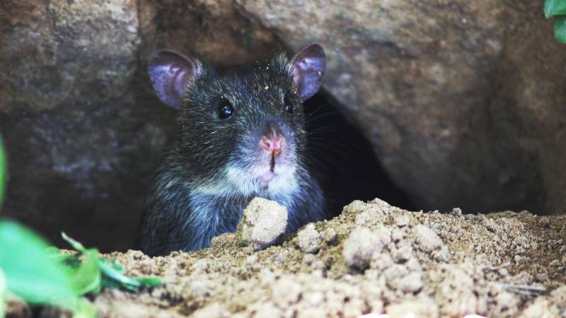 'Mutant' rats are invading Málaga as residents sound alarm over public health risks