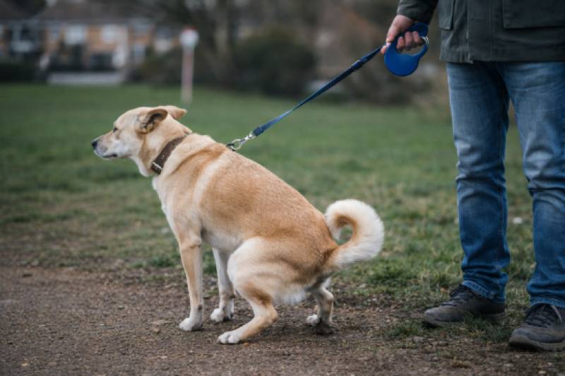 Dog DNA registers spread across Spain as councils crack down on owners who don't pick up poop