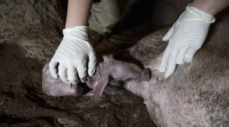 VIDEO! BIOPARC Valencia welcomes rare 'Frankenstein' baby 