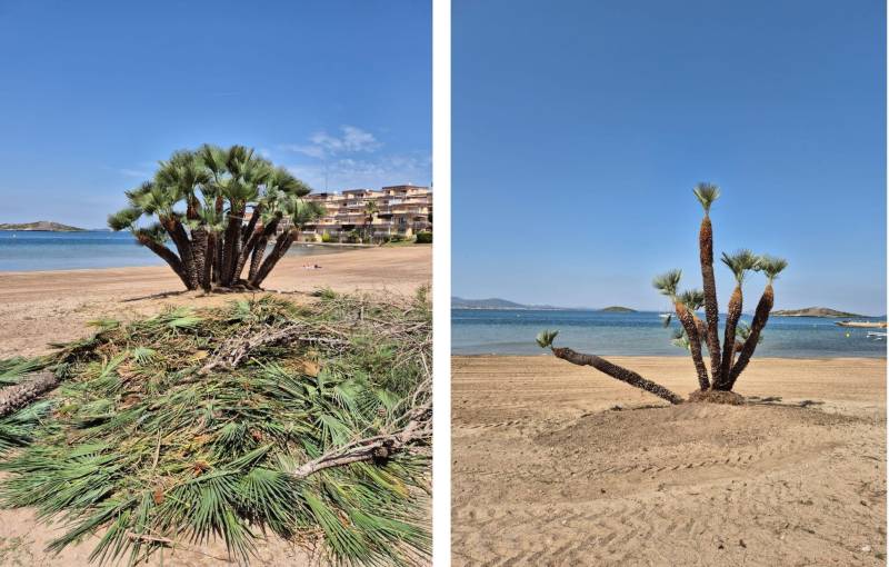 Mar Menor environmental group condemns heavy pruning of native palm trees in La Manga