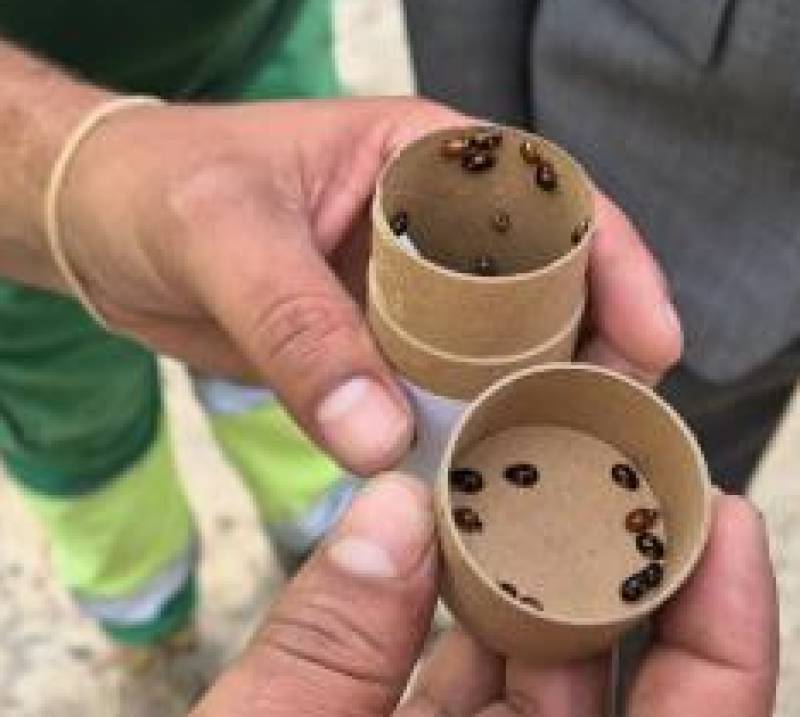Murcia's new secret weapon in the fight against plant pests is all natural... and beautiful, too!
