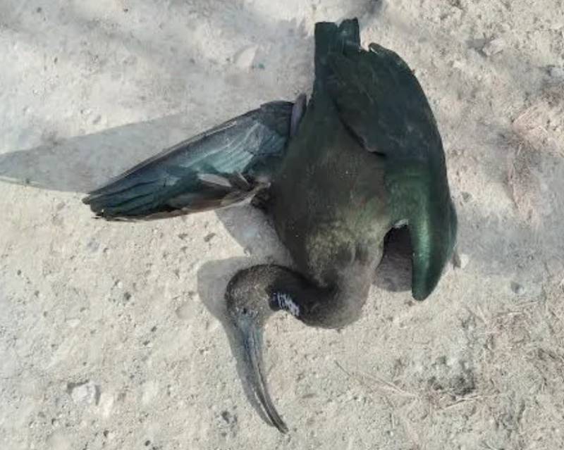 Bird electrocutions on Alicante power line spark fresh environmental protests