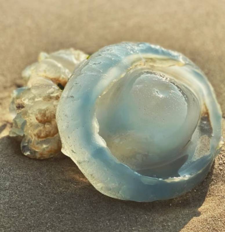 Jellyfish, weever fish, wasps and mosquitoes: what to do when summer bites back