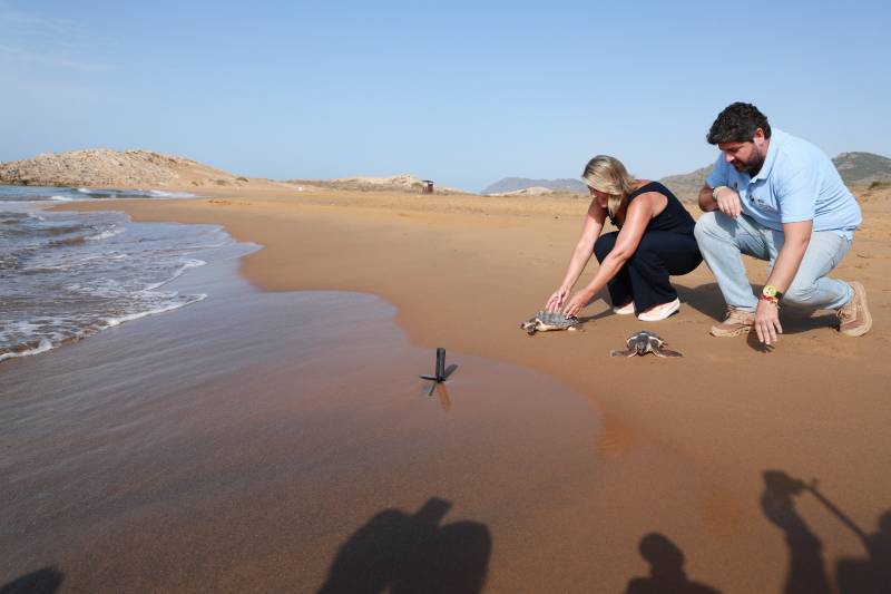 136 baby turtles hatch on Murcia beaches this summer