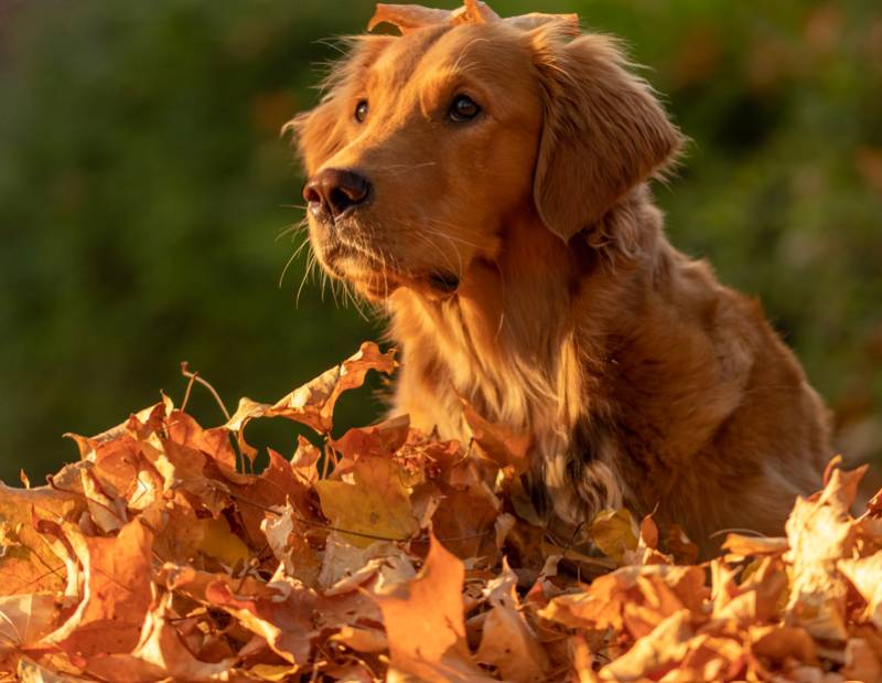 Autumn officially arrives in Spain this week as days start getting shorter