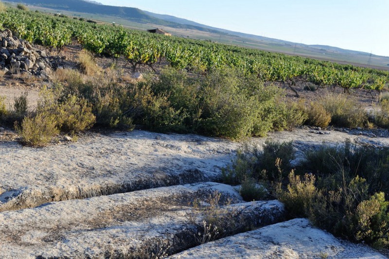 Bodegas Castaño affiliated to the Yecla Wine Route 