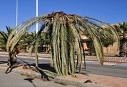 The Red Palm Weevil in Murcia, Spain,  important information for residents